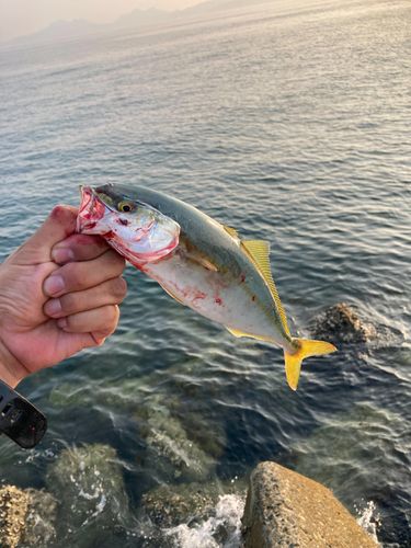 コウイカの釣果