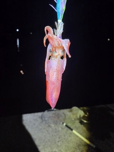ケンサキイカの釣果
