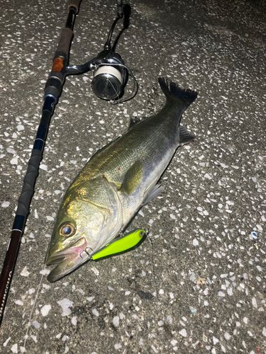 シーバスの釣果