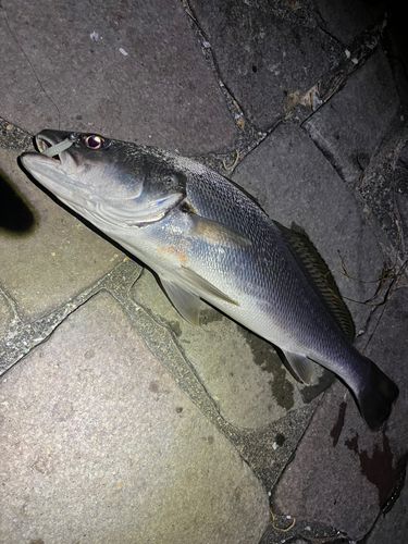 ニベの釣果