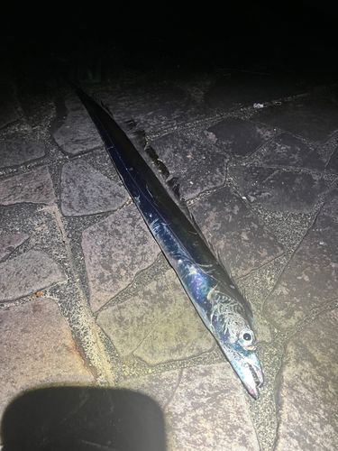 タチウオの釣果