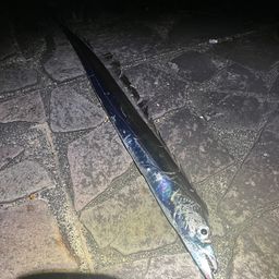 タチウオ