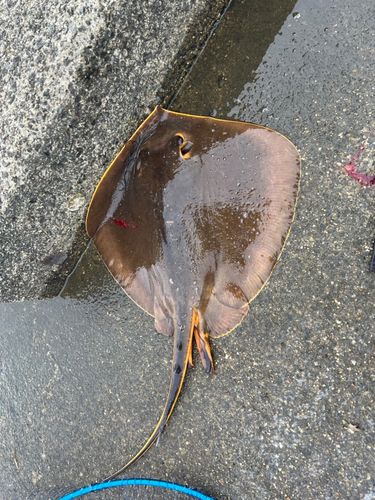エイの釣果