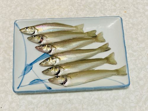 キスの釣果
