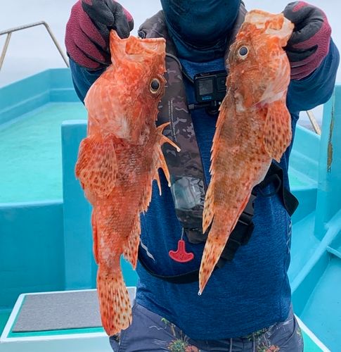 オニカサゴの釣果