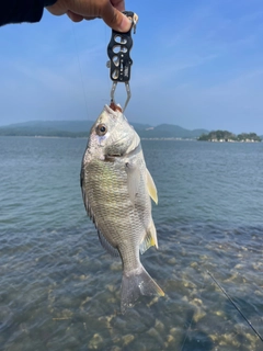 キビレの釣果