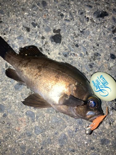 メバルの釣果