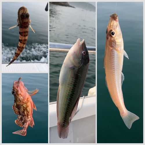 ギザミの釣果