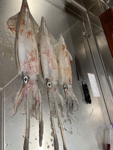 ケンサキイカの釣果