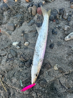カマスの釣果