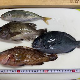 アジ
