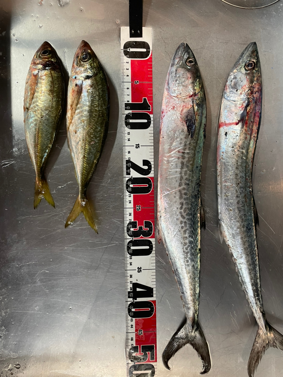 アングラー0651375 さんの 2025年07月02日の釣り・釣果情報(羽田