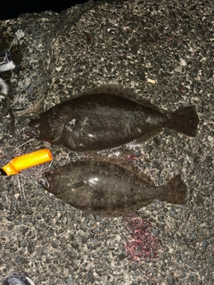 ヒラメの釣果