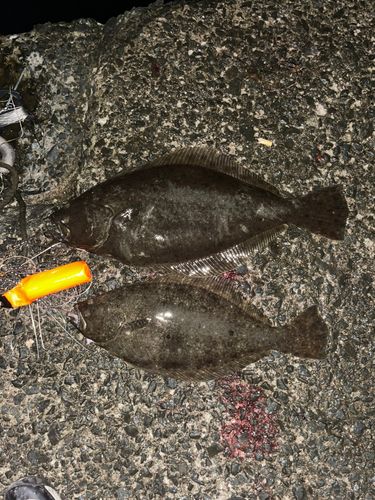 ヒラメの釣果
