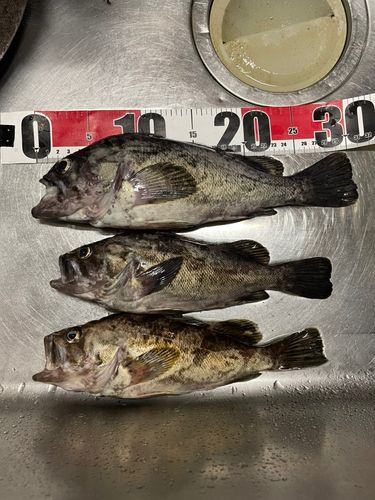 ソイの釣果