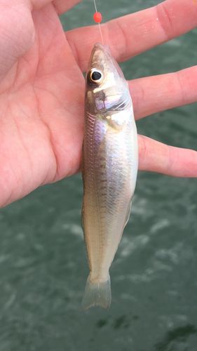 釣果