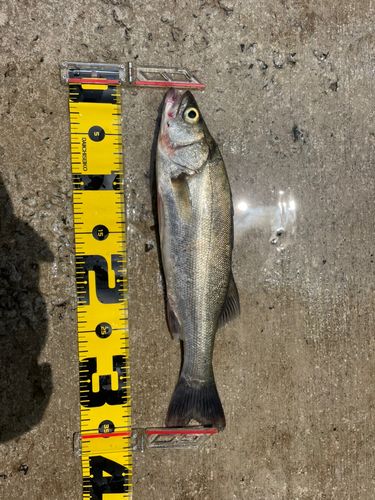 フッコ（マルスズキ）の釣果