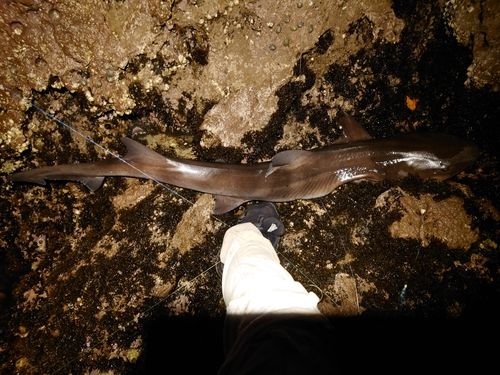 ドチザメの釣果