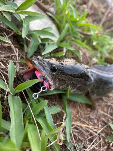 カムルチーの釣果