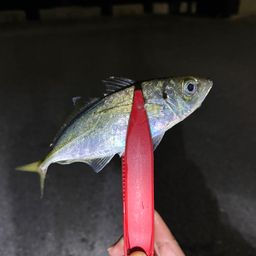 マアジ