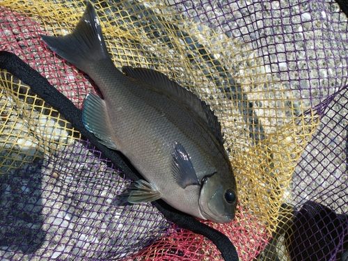 メジナの釣果