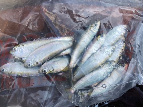 サッパの釣果