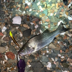 スズキの釣果