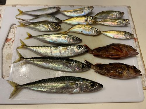 サバの釣果