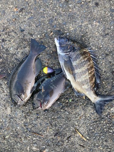 クロダイの釣果
