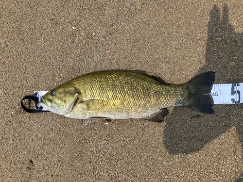 スモールマウスバスの釣果