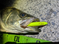 シーバスの釣果