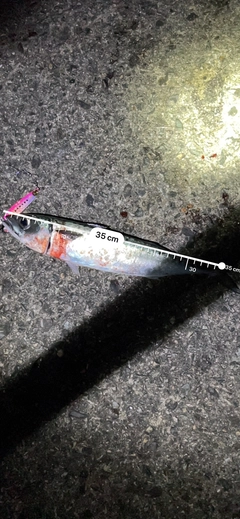 釣果