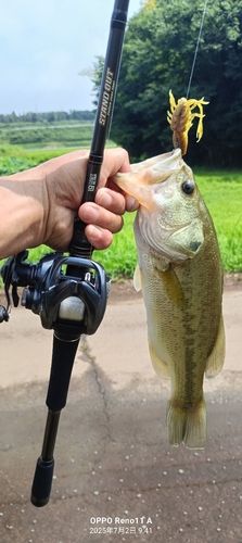 ブラックバスの釣果