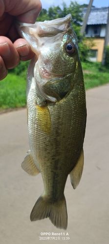 ブラックバスの釣果