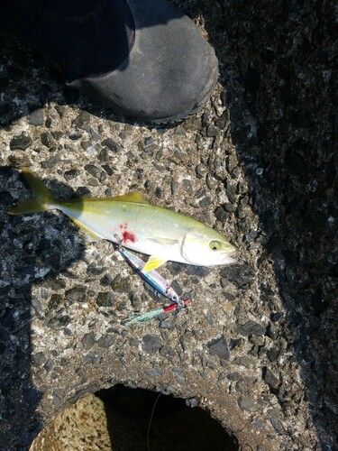 ヤズの釣果