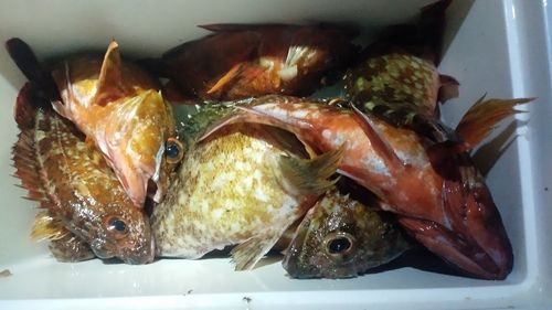 カサゴの釣果