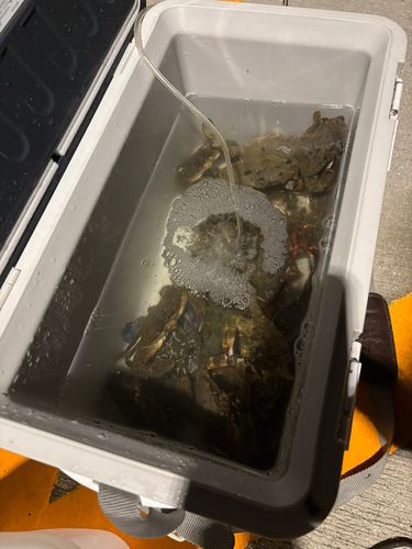 ワタリガニの釣果