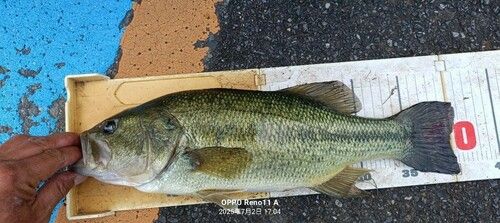 ブラックバスの釣果