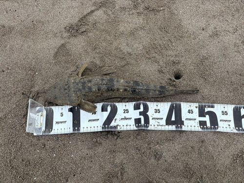 マゴチの釣果