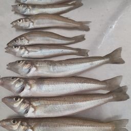 シロギス