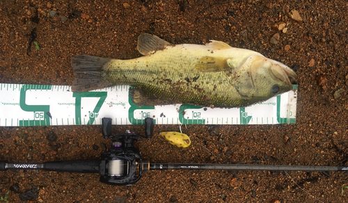 ブラックバスの釣果