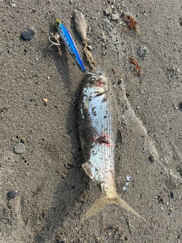 コノシロの釣果