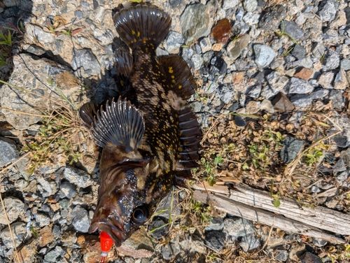 オウゴンムラソイの釣果