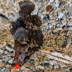 オウゴンムラソイ