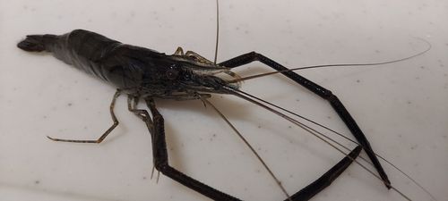 テナガエビの釣果