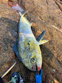 シイラの釣果