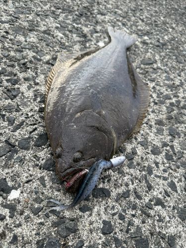 ヒラメの釣果