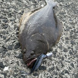 ヒラメ