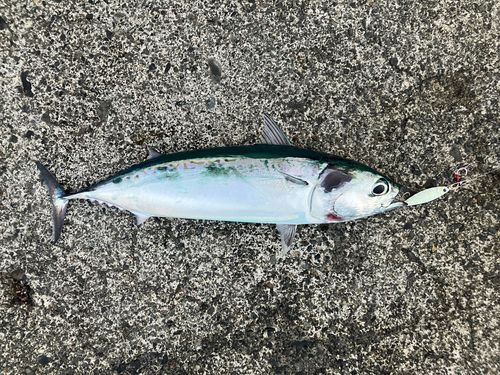 マルソウダの釣果