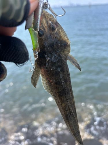 マゴチの釣果